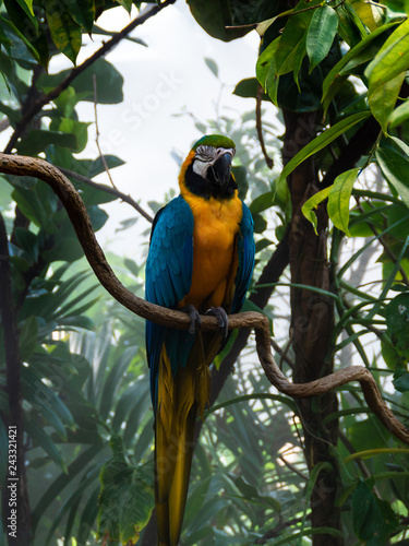 Colorful parrot sitting on a tree branch in a jungle landscape