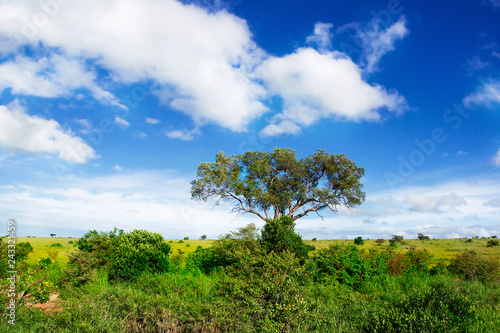 Landscape of Africa. Acacia tree in the african savannah