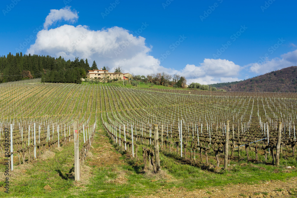 vineyard in tuscany, italy vineyard in tuscany, italy
