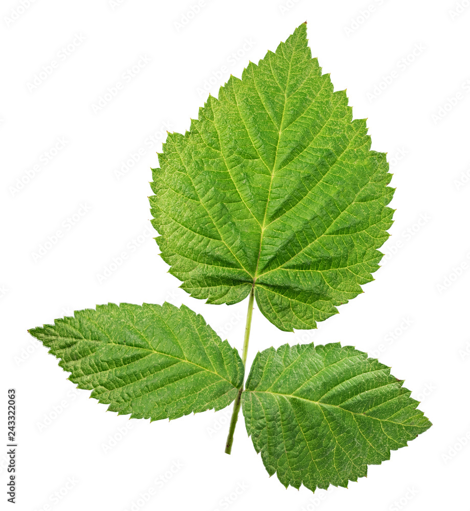 Obraz premium Green leaf isolated on white background