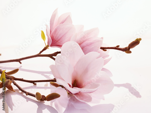 Pink magnolia blossoms on a...