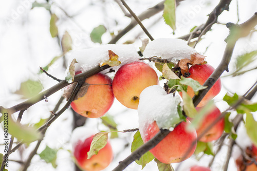 Obraz na płótnie The first snow fell on apples w salonie