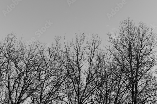 silhouette of a tree and branches in black and white