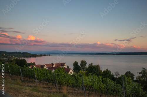 Wine growing area of the famous german Bodensee lake