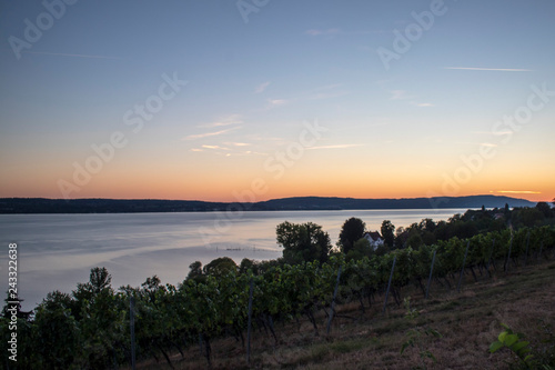 Wine growing area of the famous german Bodensee lake