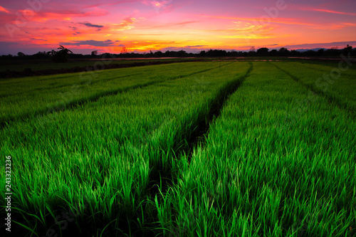 Landscape of rice seedlings in the evening