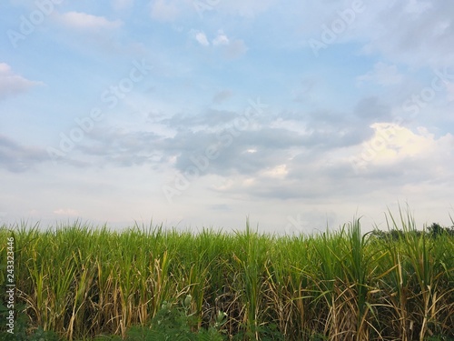 green grass and blue sky