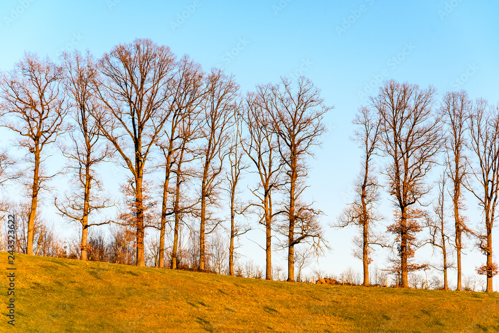 Bare trees enlighted by sun on blue background Bare trees enlighted by sun on blue background