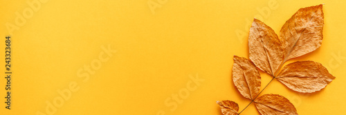 A blank yellow background with place for text. Copy space. Yellow autumnal leaf as a decoration. Concept composition. Panoramic real photo