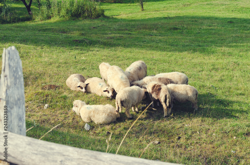 Fototapeta premium Herd of sheep resting on a green sunny meadow in mountain in Albania