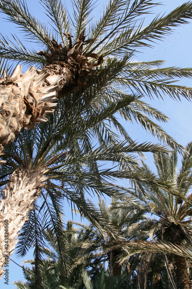 Obraz premium sous les palmiers