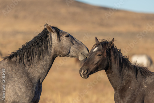 Wild Horses in the Utah Desert