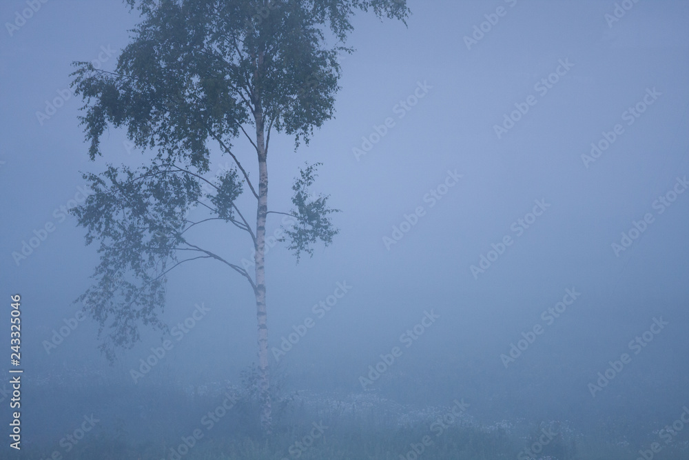 Obraz premium Mała brzoza w gęstej mgle na łące w letni świt