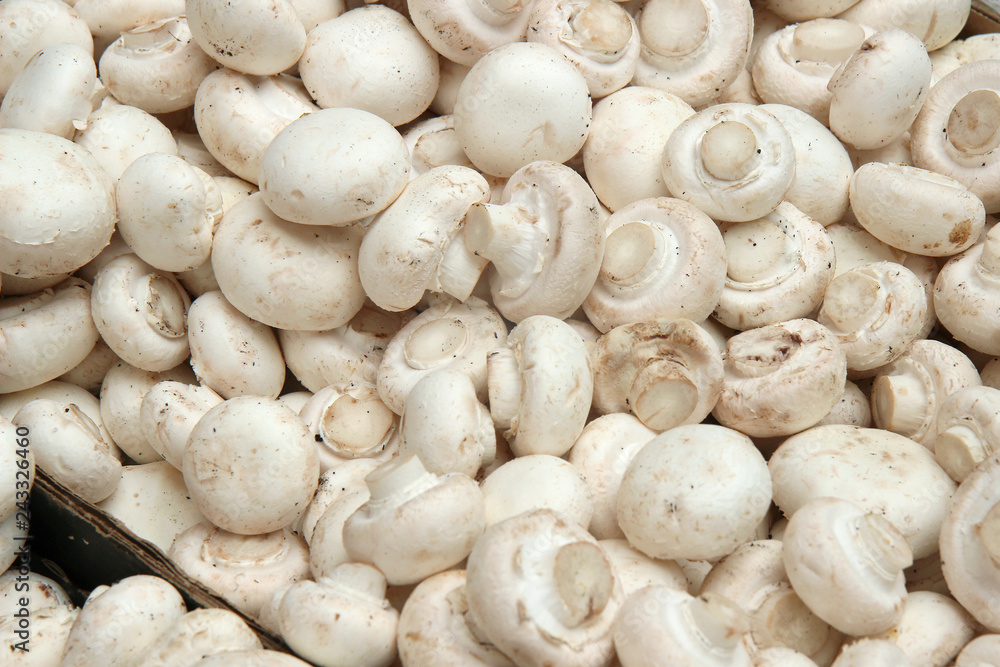 background of fresh whole mushrooms, closeup background of fresh whole mushrooms, closeup