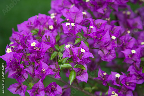 Beautiful Purple Bougainvillea Flowers Close Up