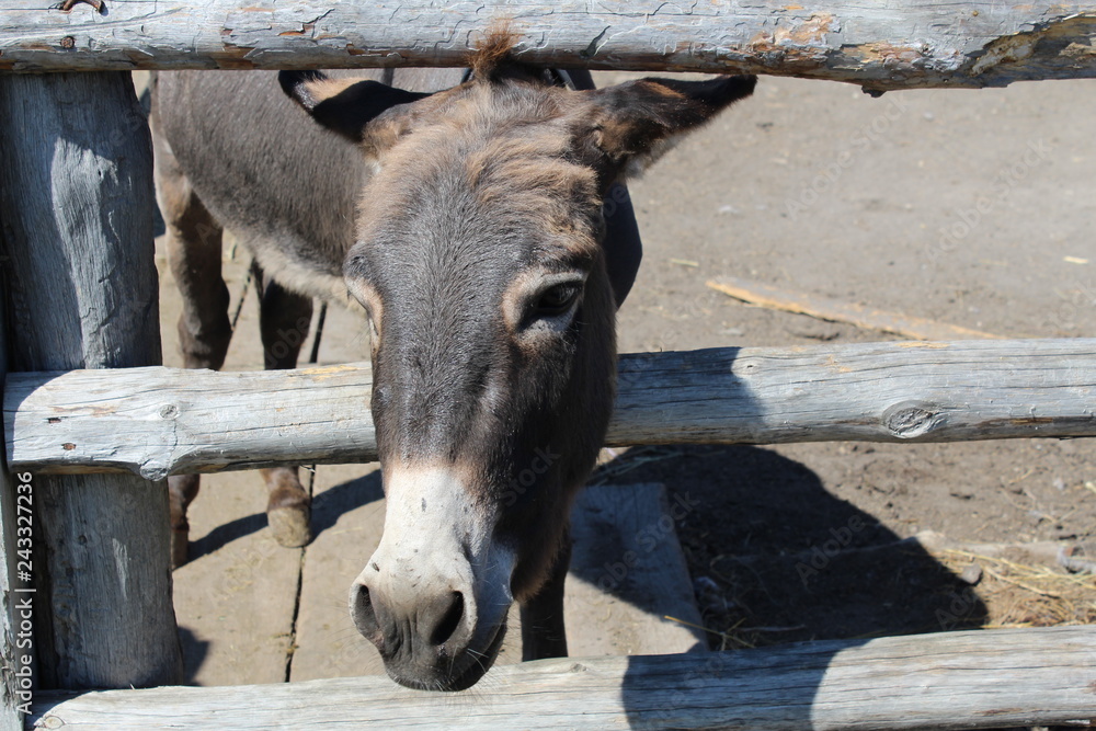 Fototapeta premium The gray donkey looks out from behind the fence.