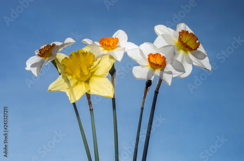 Fototapeta Naklejka Na Ścianę i Meble -  A bouquet of daffodils lit by the sun against the blue sky.