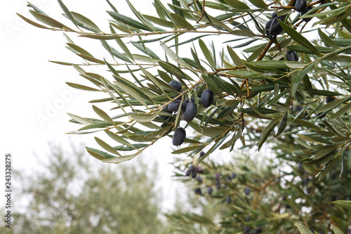 Olive tree with fruits photo