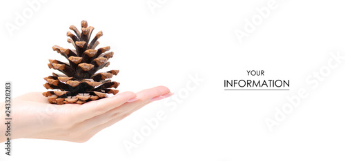Cones brown forest in hand pattern on white background isolation