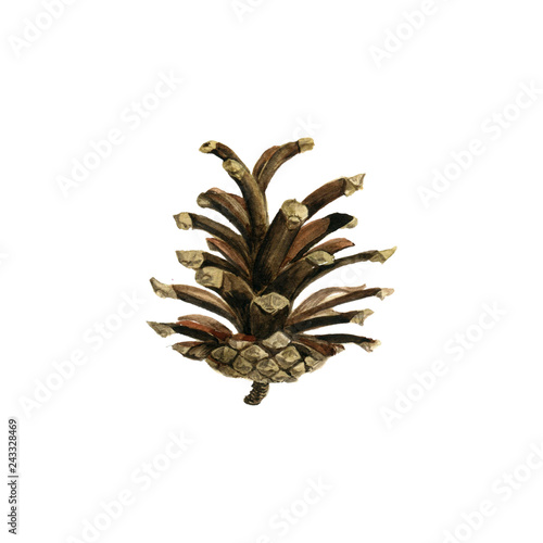 Fotografía pine cone drawing in watercolor