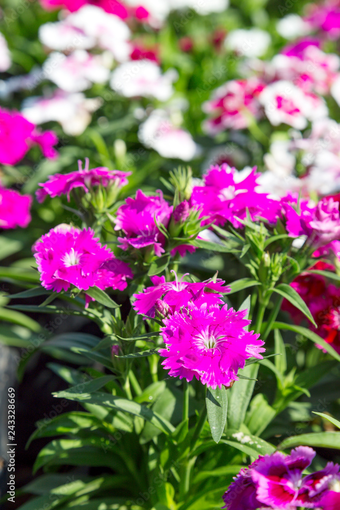 Close up beautiful Dianthus barbatus flower on garden