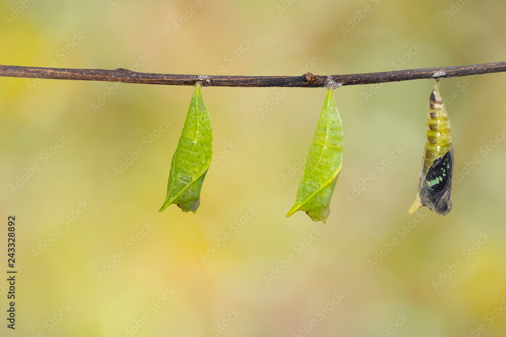Obraz premium Chrysalis of Common jay butterfly ( Graphium doson) hanging on twig and green background