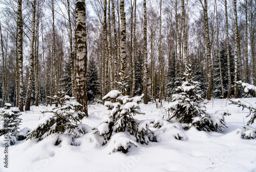 Zima w Narwiańskim Parku Narodowym
