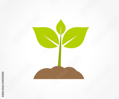 Little plant seedling sprouting in soil.
