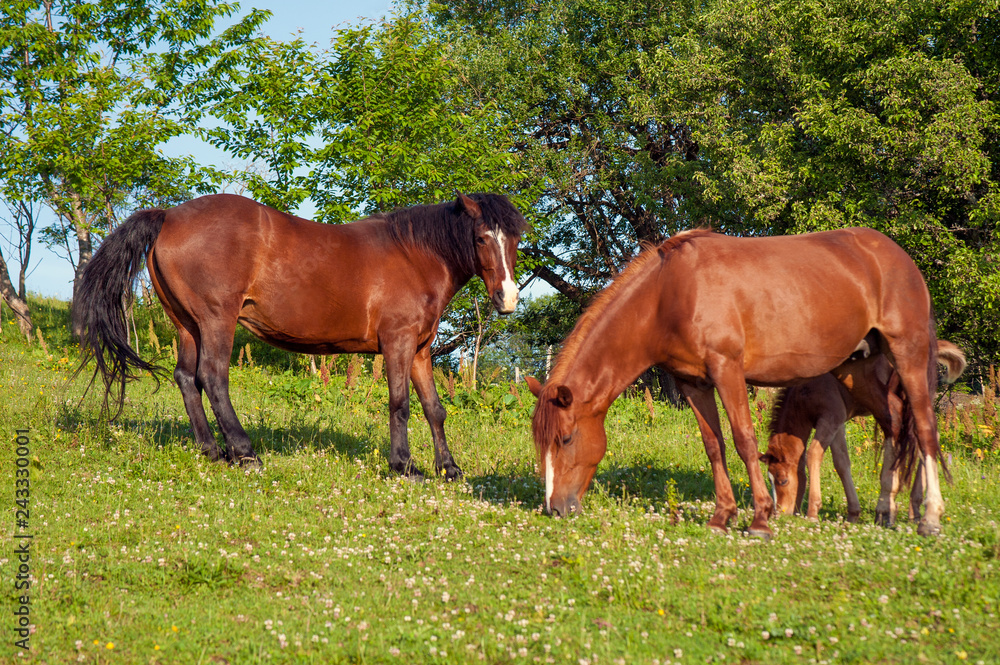 Foal with horse mom on the farm graze. Brown mare and foal grazing together in a pasture in the Carpathians in the summer.