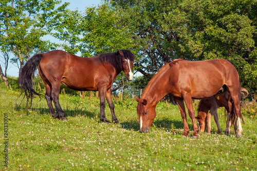 Foal with horse mom on the farm graze. Brown mare and foal grazing together in a pasture in the Carpathians in the summer. © Viktoria