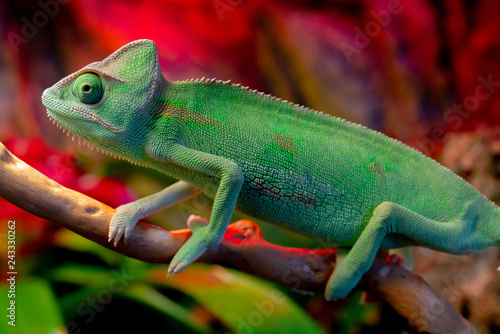 Green chameleon on the branch.