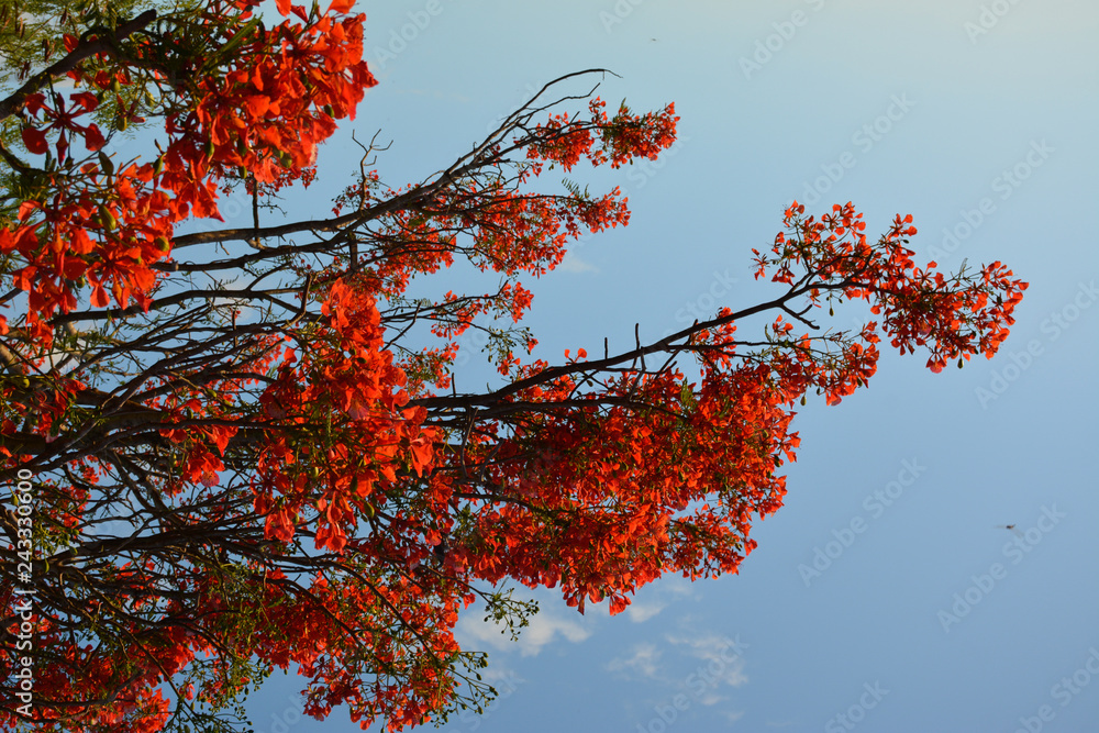 Beautiful landscape, vegetation, Delonix royal tree with red blooming flowers, against a blue sky with sunset at Brazil´s Northeast. Beautiful landscape, vegetation, Delonix royal tree with red blooming flowers, against a blue sky with sunset at Brazil´s Northeast.