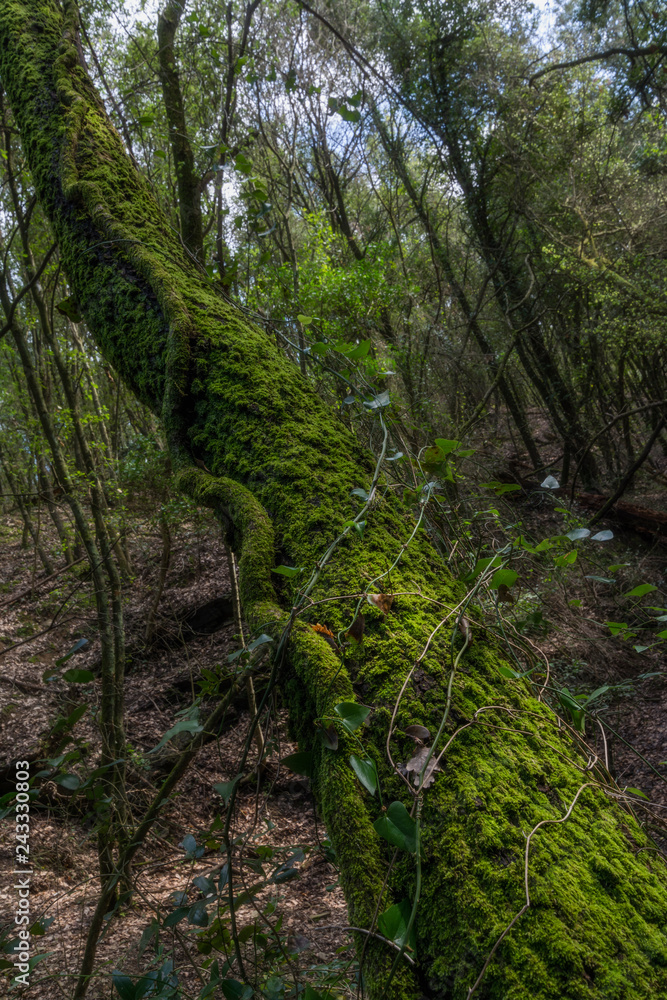 Obraz premium detail of tree in forest, green vegetation