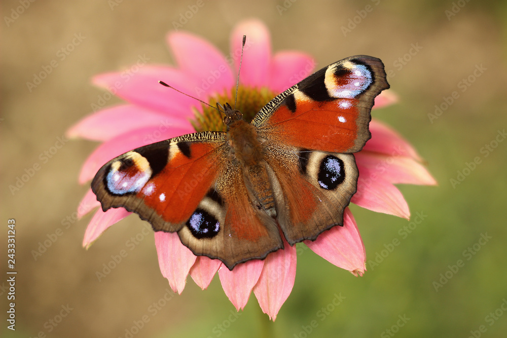 Naklejka premium motyl spoczywa na różowy kwiat