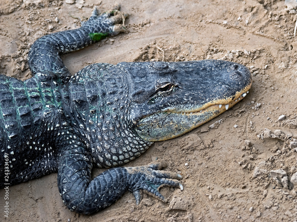 Fototapeta premium American alligator. Latin name - Alligator mississippiensis 