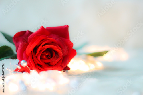 Valentine's Concept: Red rose on a lighted background