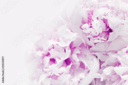 Close up of beautiful purple Peony flower with Copy space. Natural flowery background. Soft focus.