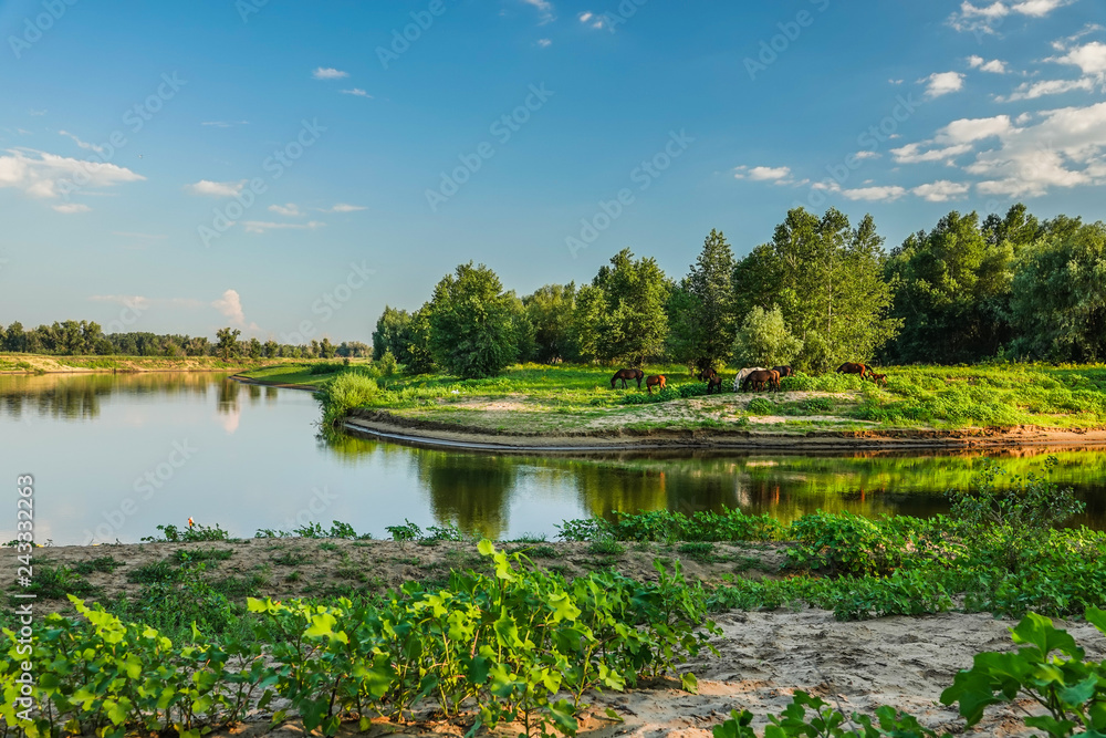 a herd of horses grazing on the river Bank a herd of horses grazing on the river Bank
