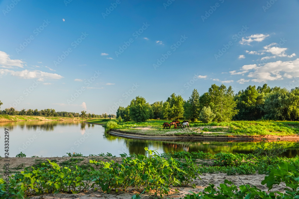 Fototapeta premium a herd of horses grazing on the river Bank