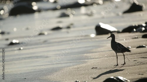 sandpiper on the beach