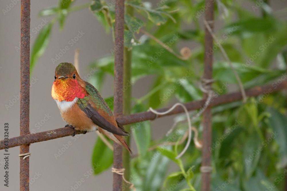 Photograph of a Allen's Hummingbird with a bright red throat perched on a wire trellis in the garden Photograph of a Allen's Hummingbird with a bright red throat perched on a wire trellis in the garden