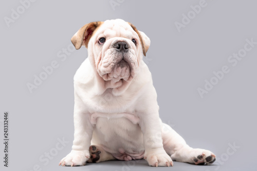  British Bulldog Puppy Photoshoot © Life in Pixels