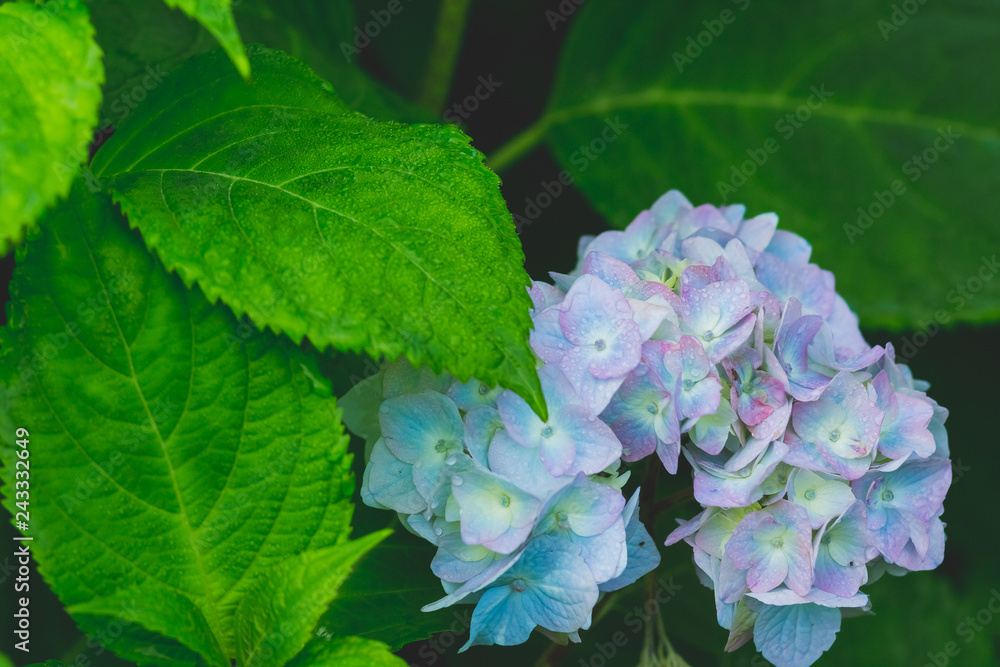 Beautiful blue hydrangea or hortensia flower close up. Artistic natural background. flower in bloom in spring.Flowers in the garden. A bouquet of Hydrangea. Beautiful blue hydrangea or hortensia flower close up. Artistic natural background. flower in bloom in spring.Flowers in the garden. A bouquet of Hydrangea.