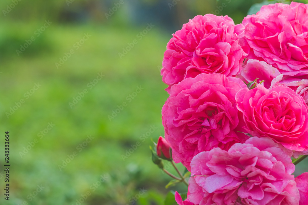 Bush of pink climbing roses in a garden.Pink roses in garden are blooming.Background blank for greeting card. Crad for 8 of march, happy birthday, wedding or Valentine's day.Bunch of pink rose flowers Bush of pink climbing roses in a garden.Pink roses in garden are blooming.Background blank for greeting card. Crad for 8 of march, happy birthday, wedding or Valentine's day.Bunch of pink rose flowers