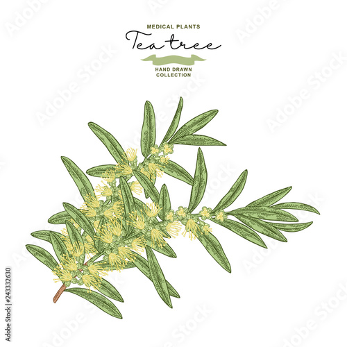 Hand drawn tea tree branches with flowers isolated on white background. Melaleuca plant. Vector botanical illustration.