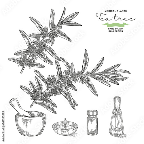 Hand drawn tea tree branches with flowers isolated on white background. Melaleuca essential oil. Vector botanical illustration.