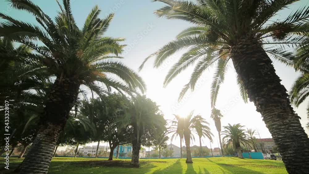 bright sun breaks through the leaves of palm trees that grow in the park. Valencia, Spain bright sun breaks through the leaves of palm trees that grow in the park. Valencia, Spain