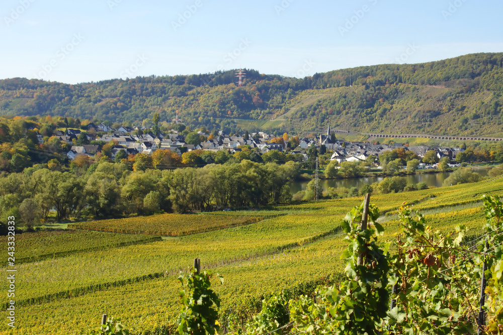 Fototapeta premium Moseltal mit Pünderich im Herbst 