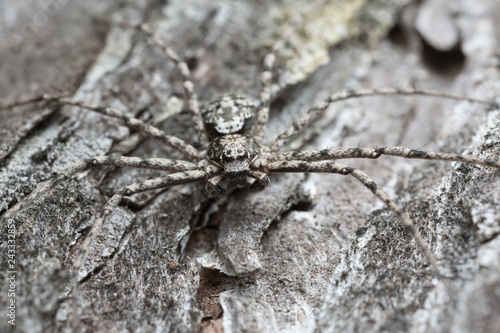 Male philodromid crab spider, Philodromus margaritatus camouflaged on burnt pine bark