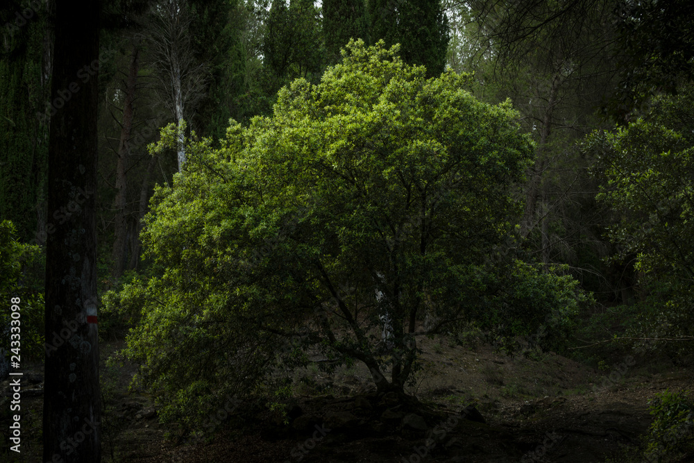 Obraz premium green tree in the forest